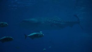 Звуки и пение китов Пение горбатых китов SINGING WHALES
