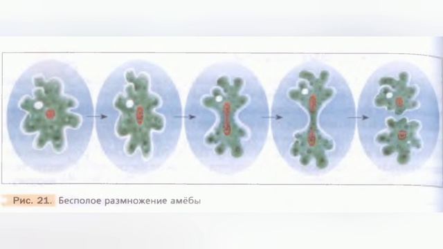 Краткий пересказ §8 Тип Саркодовые и жгутиконосцы. Биология 7 класс Константинова смотреть онлайн