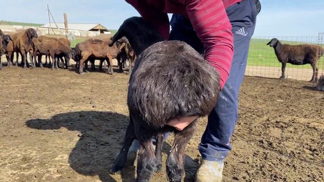 Гиссарские ягнята 2022 года, сын Таджика. смотреть онлайн