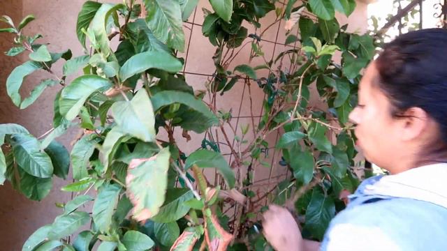 TRIMMING MY PINK GUAVA TREE: Its growing Especially in a container 《TIPS AND CARE FOR PINK GUAVA》