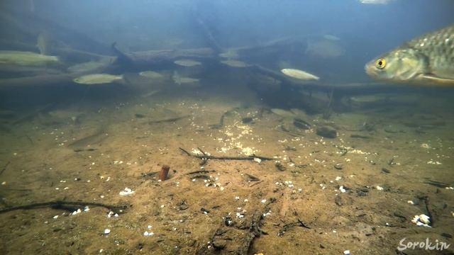 Поклёвки Голавля в Речном Коряжнике! Гречка с чесноком в деле! смотреть онлайн