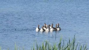 №3700 14 июля 2023 года Домашние гуси