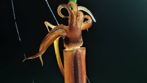 выход в море на кальмара 18.08.2024
Хасанский район.
Славянка.
маяк Бюссе.о. Антипенко.