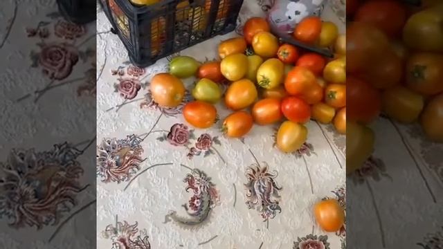 ВЫРАЩИВАЕМ ВОТ ТАКОЙ ПОМИДОР ? СОРТ СЛИВОВИДНЫЙ смотреть онлайн