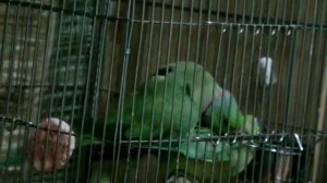 Спаривание моих ожереловых попугаев