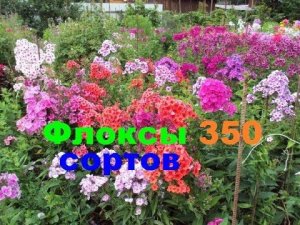 Флоксы 350 сортов
