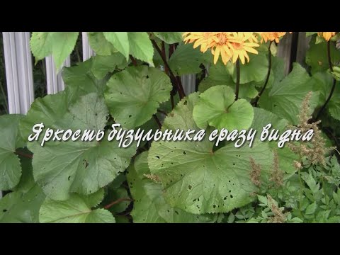 Яркость бузульника сразу видна.  Дачные картинки.