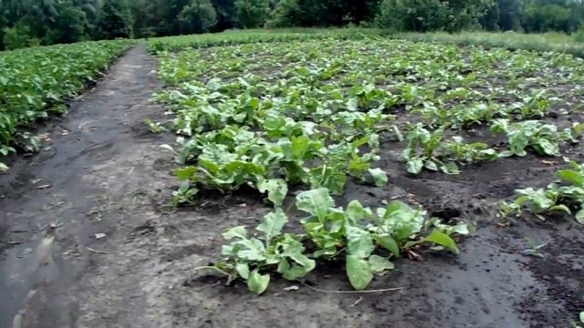 Дуст . ДДТ. смотреть онлайн