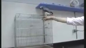 Алекс самый умный попугай планеты