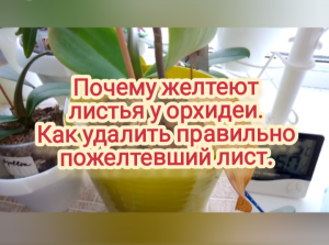 Почему желтеют листья у орхидеи. Как удалить правильно пожелтевший лист орхидеи.