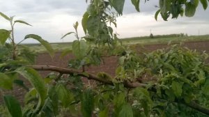 Защита яблонь от вредителей и болезней после цветения