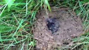Как закапывается крот. Миленький крот делает норку =)