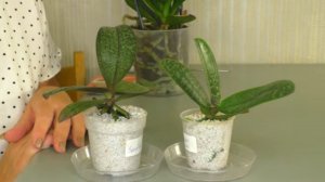 КАК РАСТУТ КОРНИ Орхидей - МАЛЫШЕЙ в ПЕРЛИТЕ.  Прошло ТРИ НЕДЕЛИ после Пересадки для АДАПТАЦИИ.