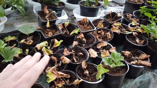 Когда Укоренять Пеларгонию? смотреть онлайн