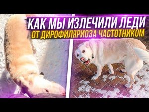 Рассказываю Секрет про Леди. Как мы вылечили неизлечимый Дирофиляриоз  Леди будет ЖИТЬ