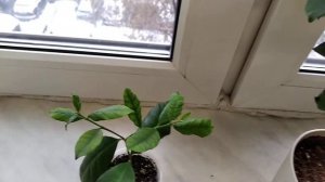 Райтия антидизентерика махровый цветок.