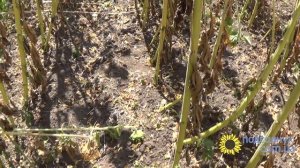 Фомопсис на подсолнечнике