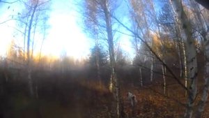 Осенняя охота на вальдшнепиных высыпках с английским сеттером