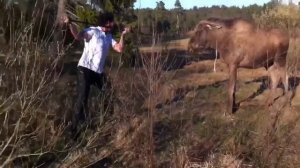 Мужик победил быка силой мысли! A guy won the bull power of thought!