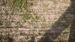 Горчица после картофеля и для картофеля_1080p.mp4
