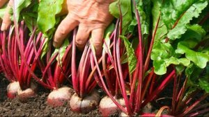 ЛУЧШАЯ ПОДКОРМКА для свеклы в августе - чем кормить свеклу для сумасшедшего урожая и вкуса