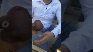 Мисир каьутар бозоридан лавха Египетский рынок голубей  سوق الحمام المصري  Egyptian pigeon market