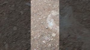 На какие снасти ловить кефаль. Видео для начинающих рыбаков.