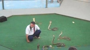 тайланд, змеиная ферма