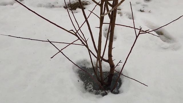 Молодой сад I Ошибки при посадке саженцев I Обрезка плодовых деревьев