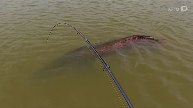 Pescador fisga pirarucu com mais de 2 metros e 130 quilos em Rondônia смотреть онлайн