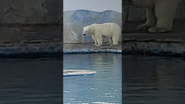 Белый медведь Айка, Ростовский зоопарк