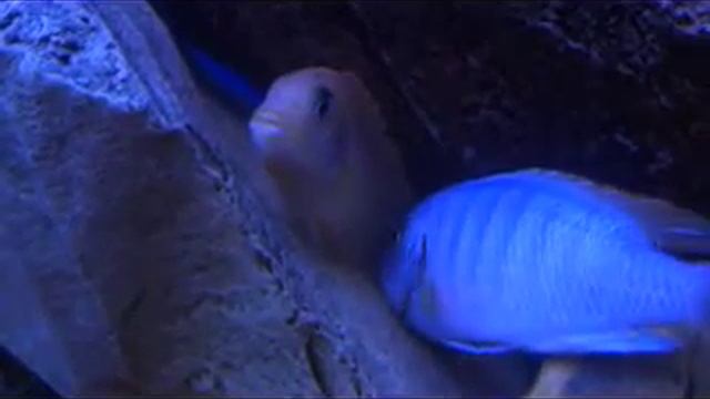 нерест у псевдотрофеус зебра смотреть онлайн