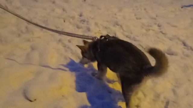 Прикольный собак, пушистый, с огромными лапами