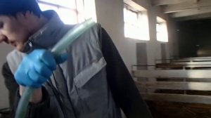 Тимпания рубца у телят. Bloating rumen in calves.