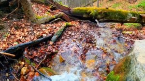 Звук воды в ручье. Звук ручья лечит нервы и депрессию. Звуки природы для успокоения