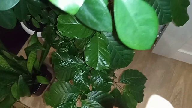 Январские обзоры. Растения в комнате. 2. часть смотреть онлайн