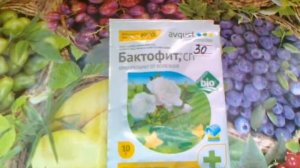 Бактофит. Биопрепарат от болезней.