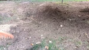 Осенний подсев газонной травы