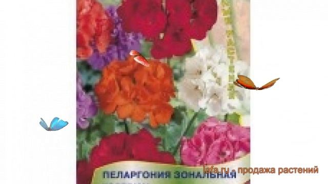 Пеларгония зональный Пеларгония зональная Колорама ? обзор: как сажать, семена пеларгонии