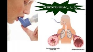 Лекция 09.
Все факультеты.
Аллергия.