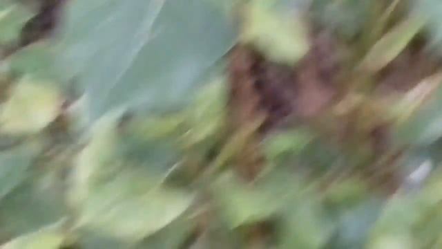 Biljke Srbije-Crna topola (Populus nigra) смотреть онлайн