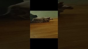 вязка сфинксов