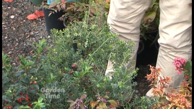 Fall and Winter Berry Plants смотреть онлайн