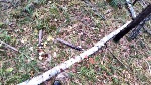 валежник готовим на дрова... 2023 г. #штиль  #лес #дрова