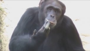 Курящая шимпанзе Азалия из зоопарка в Северной Корее