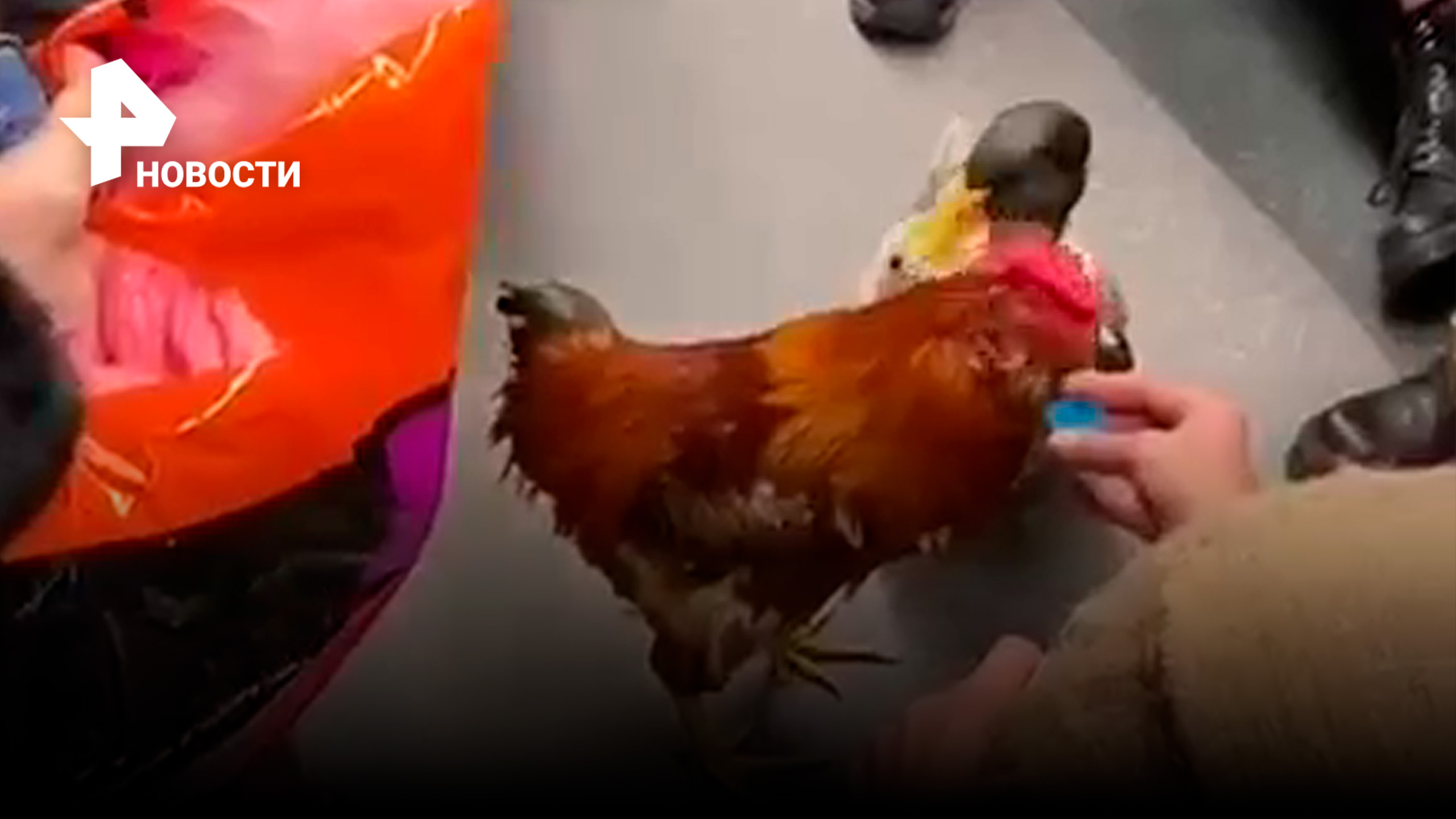 Петух и утка в московском метро потеряли символ 2023 года / РЕН Новости