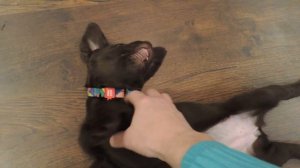 Что должен уметь щенок лабрадора в 2 месяца. [ Реалити шоу ]