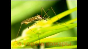 Детская Песня  Ра Ры Ро Ру Рэ  Потешка  Логоритмика  Развитие речи