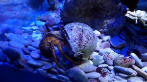 Рак отшельник, Севастопольский аквариум, морские обитатели!