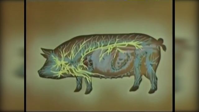 Трихинеллез смотреть онлайн